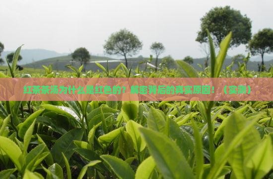 红茶茶汤为什么是红色的