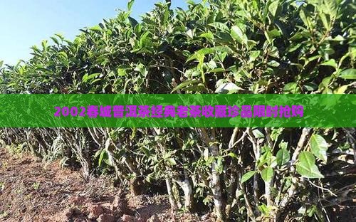 2002春城普洱茶