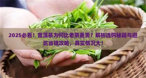 普洱茶为什么比老茶更贵