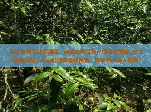 老班章普洱茶是哪的