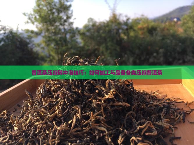 普洱茶压缩砖冲泡技巧：如何加工与品鉴各类压缩普洱茶