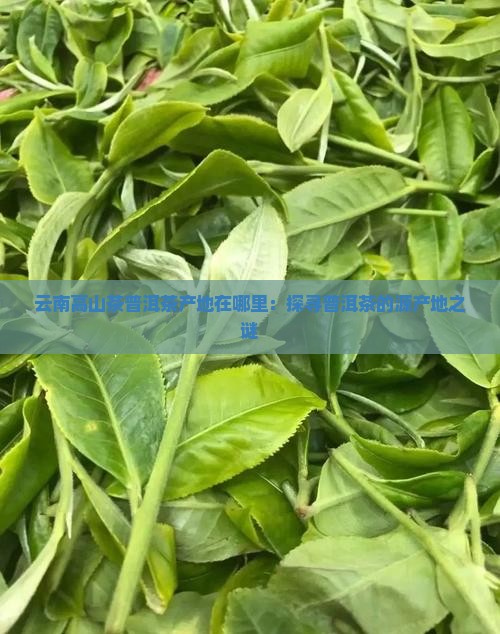 云南高山茶普洱茶产地在哪里：探寻普洱茶的源产地之谜