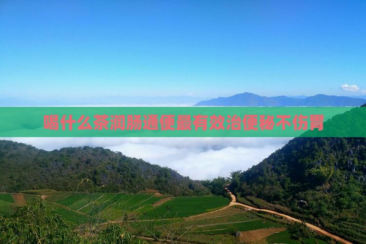 喝什么茶润肠通便最有效治便秘不伤胃