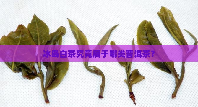冰岛白茶究竟属于哪类普洱茶？