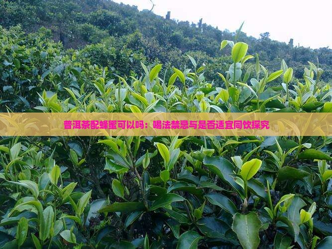 普洱茶配蜂蜜可以吗：喝法禁忌与是否适宜同饮探究