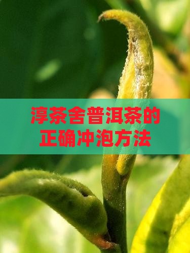 淳茶舍普洱茶的正确冲泡方法