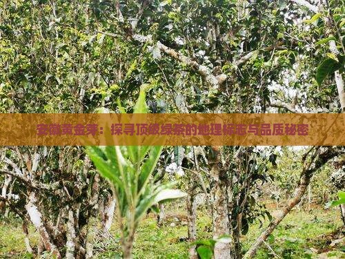 安徽黄金芽：探寻顶级绿茶的地理标志与品质秘密