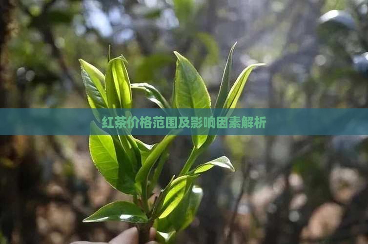 红茶价格范围及影响因素解析