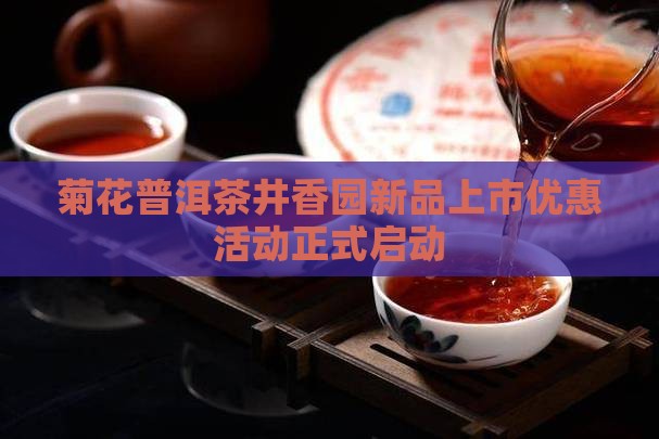 菊花普洱茶井香园新品上市优惠活动正式启动