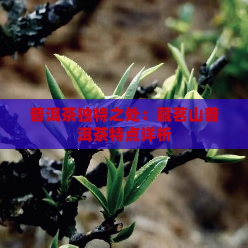 普洱茶独特之处:藏茗山普洱茶特点详析 普洱茶独特之处:藏茗山普洱茶特点详析
