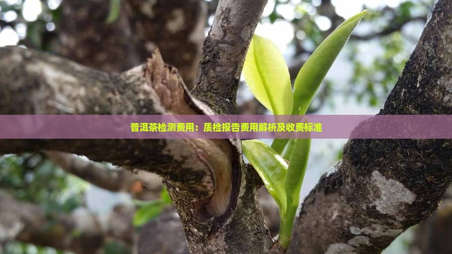 普洱茶检测费用：质检报告费用解析及收费标准