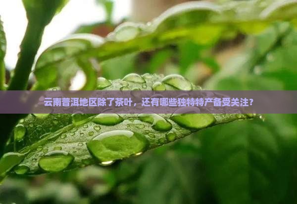 云南普洱地区除了茶叶，还有哪些独特特产备受关注？