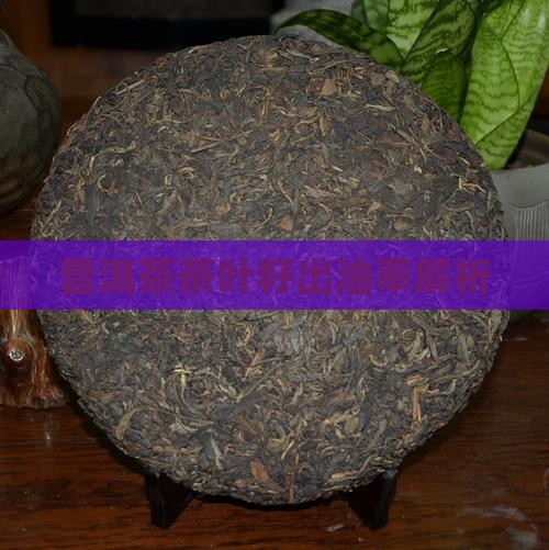 普洱茶茶叶籽出油率解析