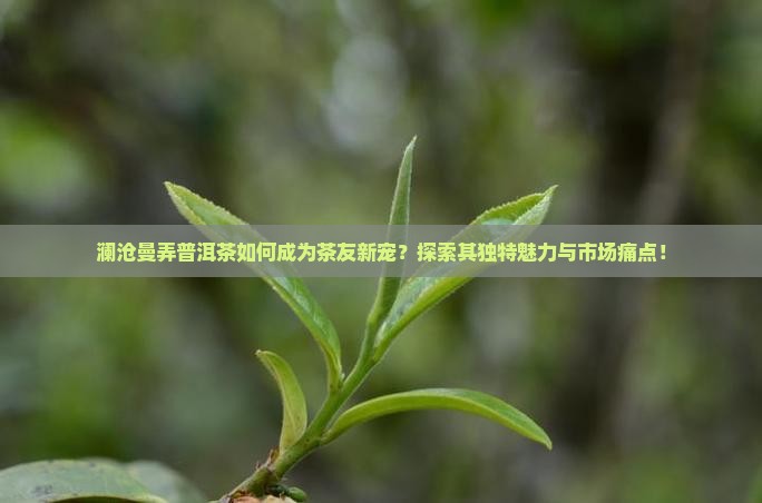 澜沧曼弄普洱茶如何成为茶友新宠？探索其独特魅力与市场痛点！