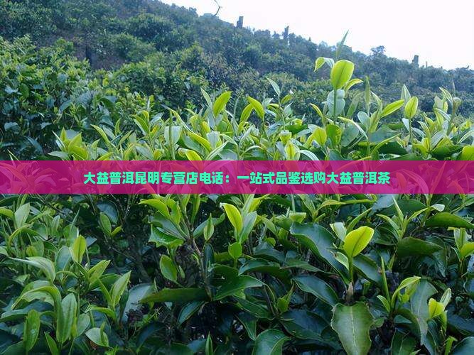 大益普洱昆明专营店电话：一站式品鉴选购大益普洱茶