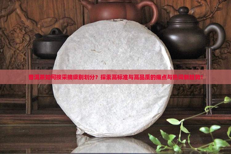 普洱茶如何按采摘级别划分？探索高标准与高品质的痛点与热词新趋势！