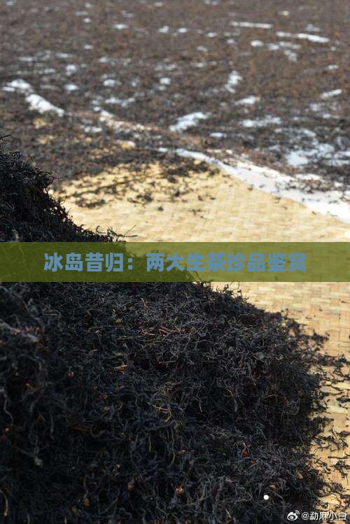 冰岛昔归：两大生茶珍品鉴赏