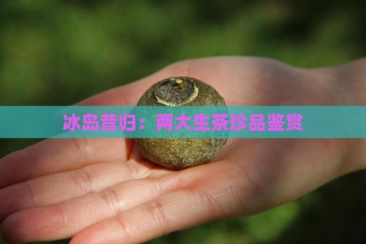 冰岛昔归：两大生茶珍品鉴赏