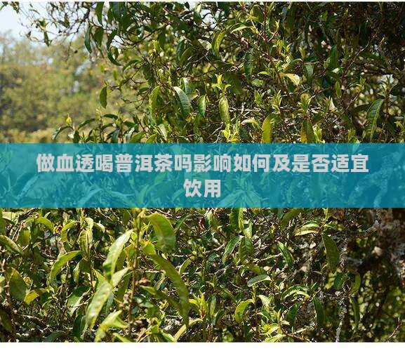 做血透喝普洱茶吗影响如何及是否适宜饮用