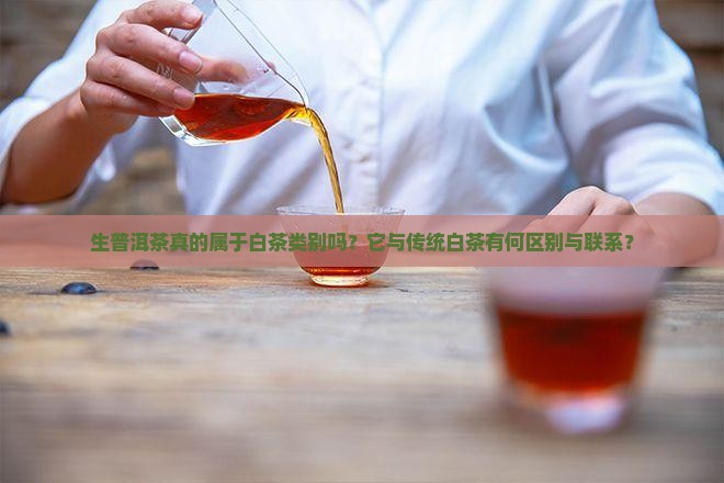 生普洱茶真的属于白茶类别吗？它与传统白茶有何区别与联系？