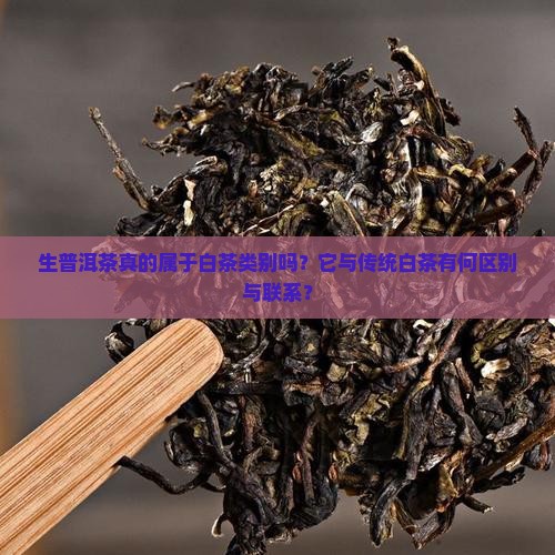 生普洱茶真的属于白茶类别吗？它与传统白茶有何区别与联系？