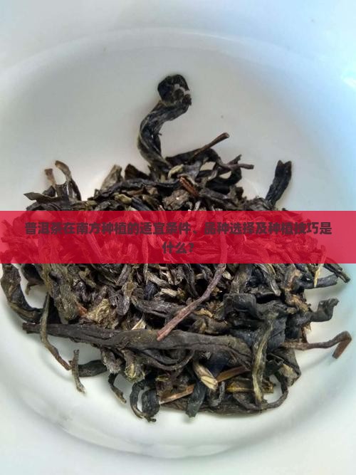 普洱茶在南方种植的适宜条件、品种选择及种植技巧是什么？