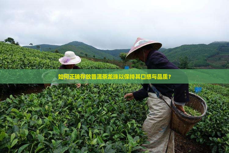 如何正确存放普洱茶龙珠以保持其口感与品质？