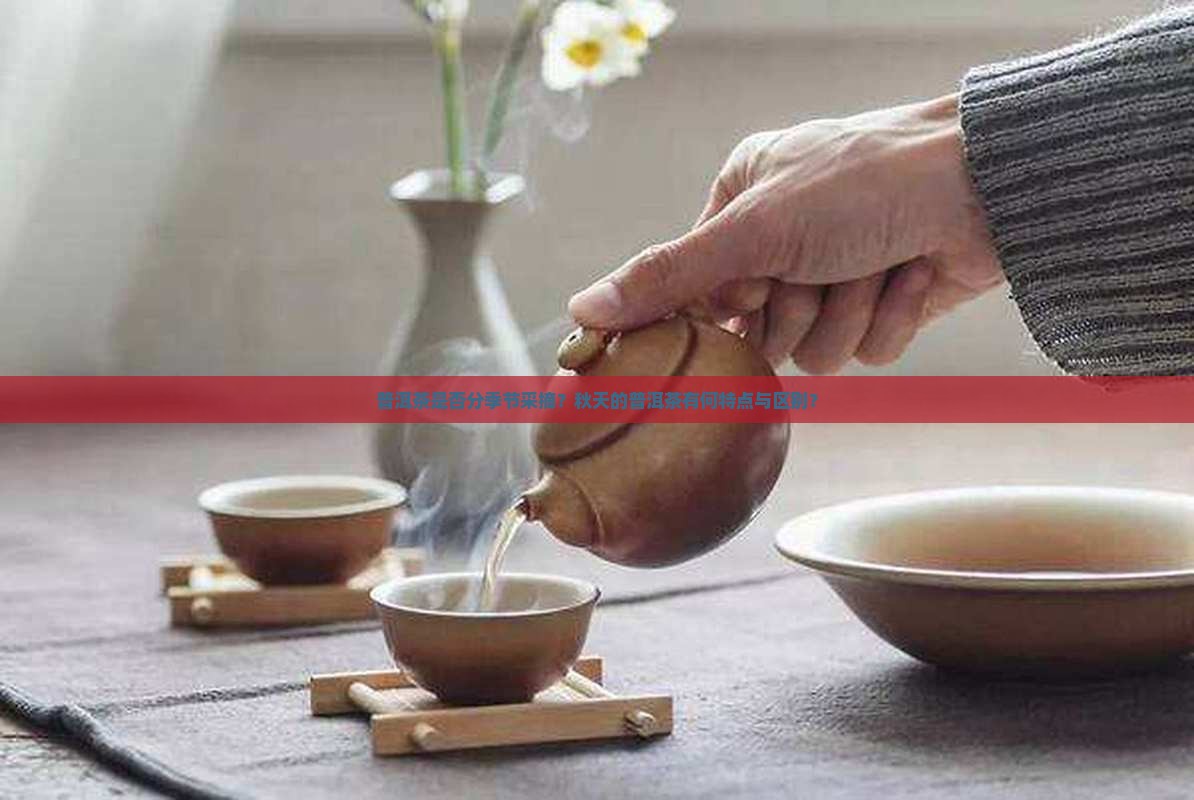 普洱茶是否分季节采摘？秋天的普洱茶有何特点与区别？