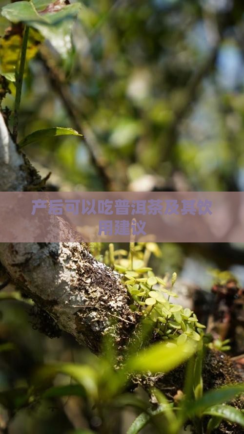 产后可以吃普洱茶及其饮用建议