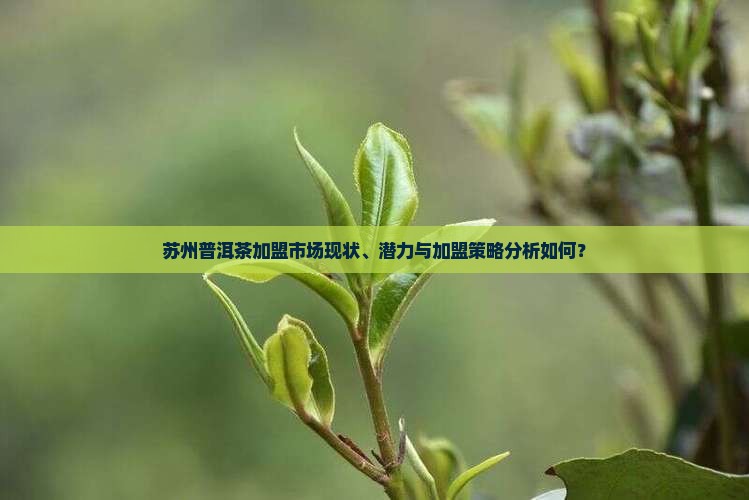 苏州普洱茶加盟市场现状、潜力与加盟策略分析如何？