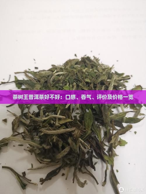 茶树王普洱茶好不好：口感、香气、评价及价格一览
