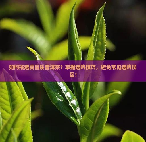 如何挑选高品质普洱茶？掌握选购技巧，避免常见选购误区！