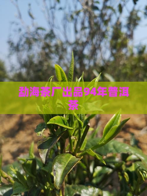 勐海茶厂出品94年普洱茶