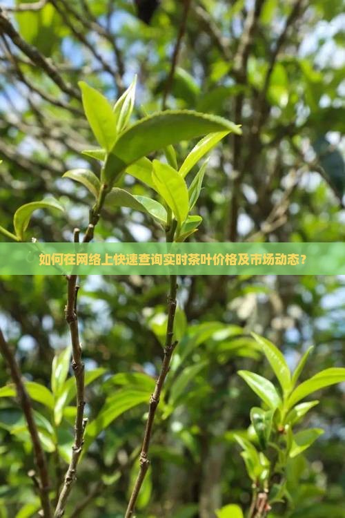 如何在网络上快速查询实时茶叶价格及市场动态？