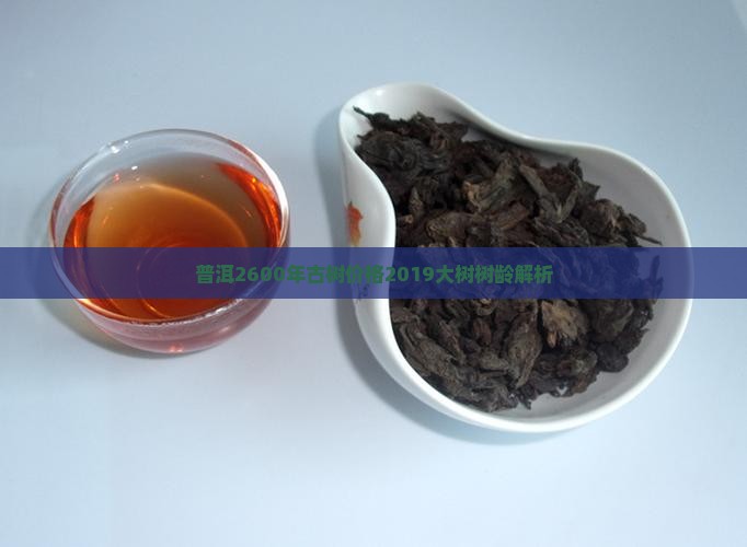 普洱2600年古树价格2019大树树龄解析