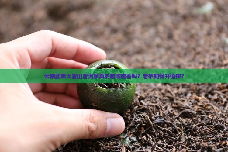 云南勐库大雪山普洱茶真的越陈越香吗？老茶如何升值快？