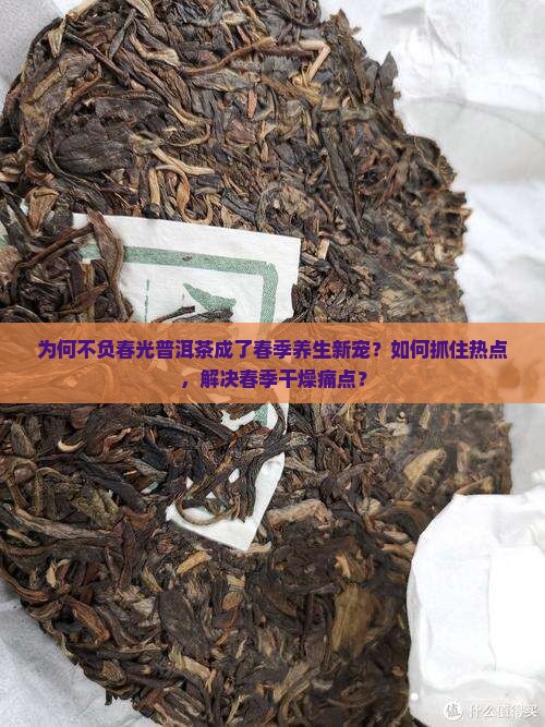 为何不负春光普洱茶成了春季养生新宠？如何抓住热点，解决春季干燥痛点？