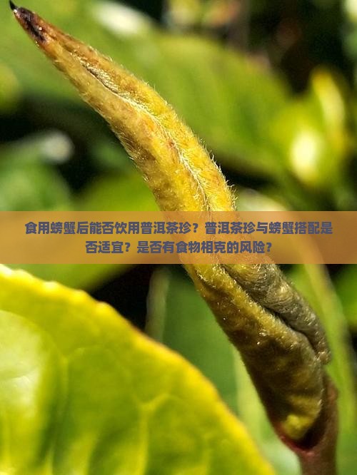 食用螃蟹后能否饮用普洱茶珍？普洱茶珍与螃蟹搭配是否适宜？是否有食物相克的风险？