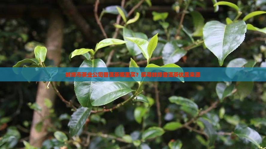 蚌埠市茶业公司普洱茶哪里买？探寻蚌埠普洱茶优质来源