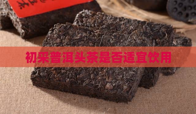 初采普洱头茶是否适宜饮用