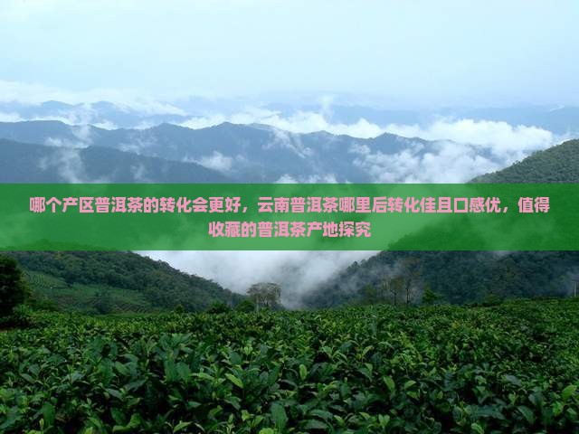 哪个产区普洱茶的转化会更好，云南普洱茶哪里后转化佳且口感优，值得收藏的普洱茶产地探究