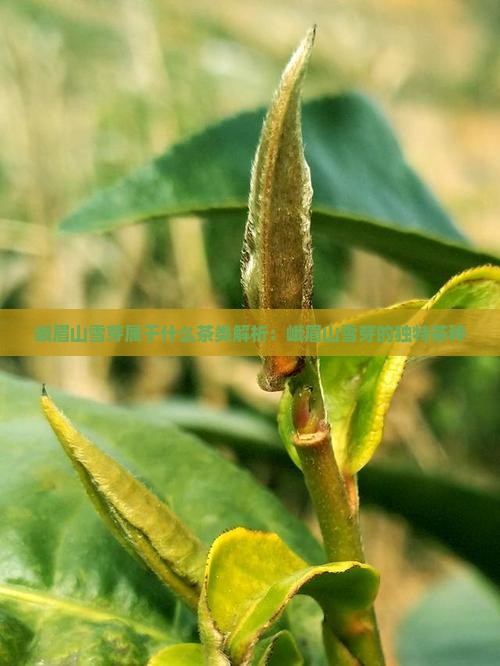 峨眉山雪芽属于什么茶类解析：峨眉山雪芽的独特茶种