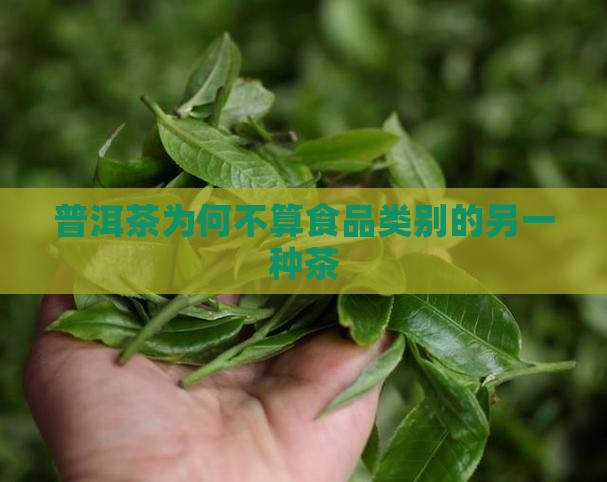 普洱茶为何不算食品类别的另一种茶 普洱茶为何不算食品类别的另一种茶