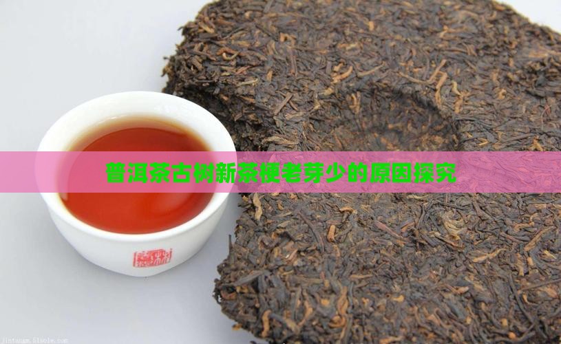 普洱茶古树新茶梗老芽少的原因探究