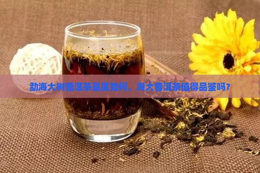 勐海大树普洱茶品质如何，海大普洱茶值得品鉴吗？