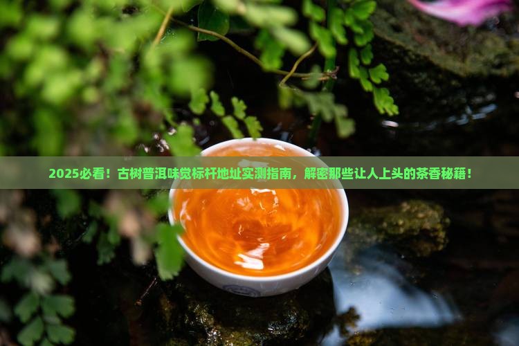 古树普洱茶味觉标杆地址