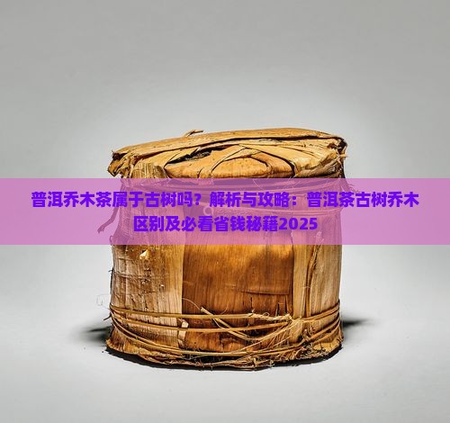 普洱乔木茶属于古树吗