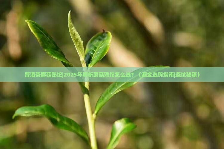普洱茶蘑菇熟坨