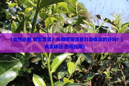 女性能不能长期喝普洱茶