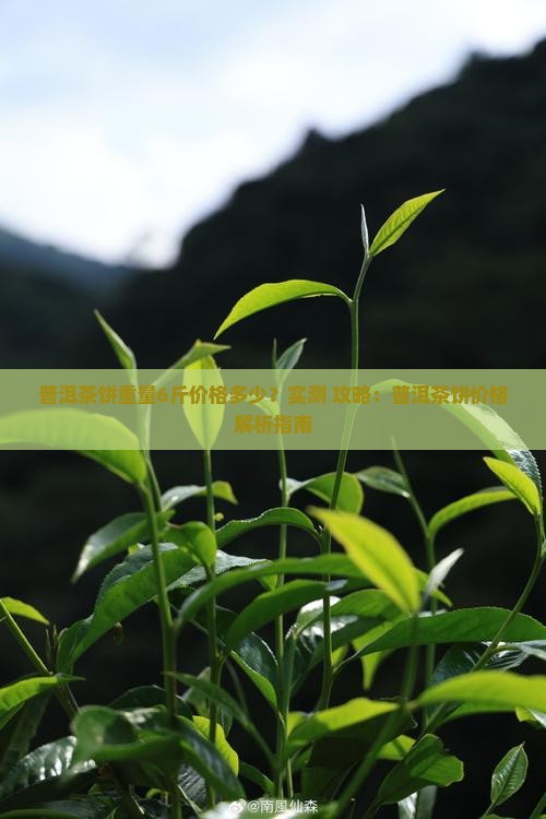 普洱茶饼重量6斤价格